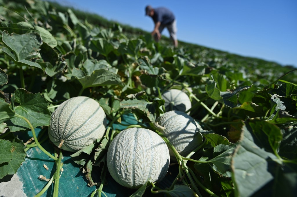 MELON SEASON IN FRANCE